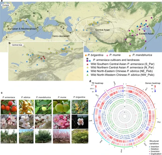 Population genomics of apricots unravels domestication history and adaptive events