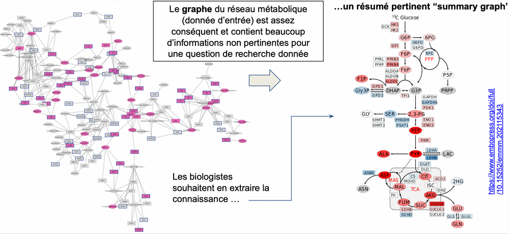 STAGE M2 : INTERFACE WEB INTERACTIVE DÉDIÉE À L’ÉDITION DE GRAPHES (RÉSEAUX MÉTABOLIQUES)